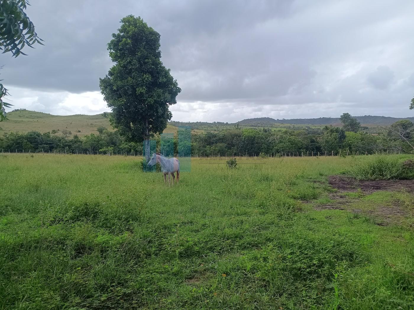 Fazenda, 101 hectares - Foto 1