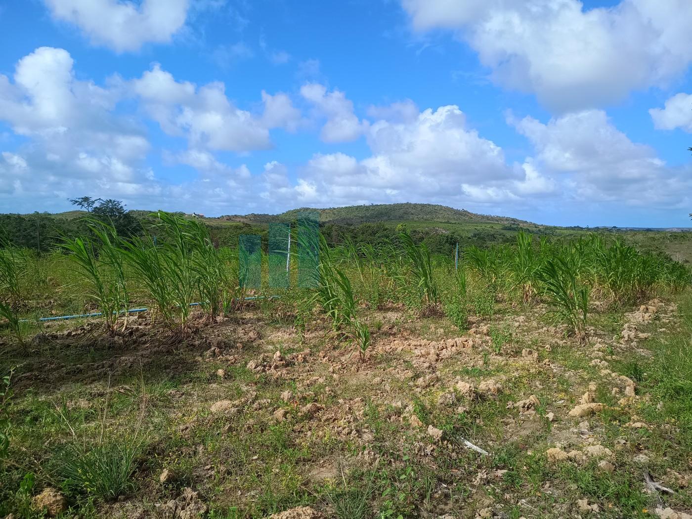 Fazenda, 101 hectares - Foto 23