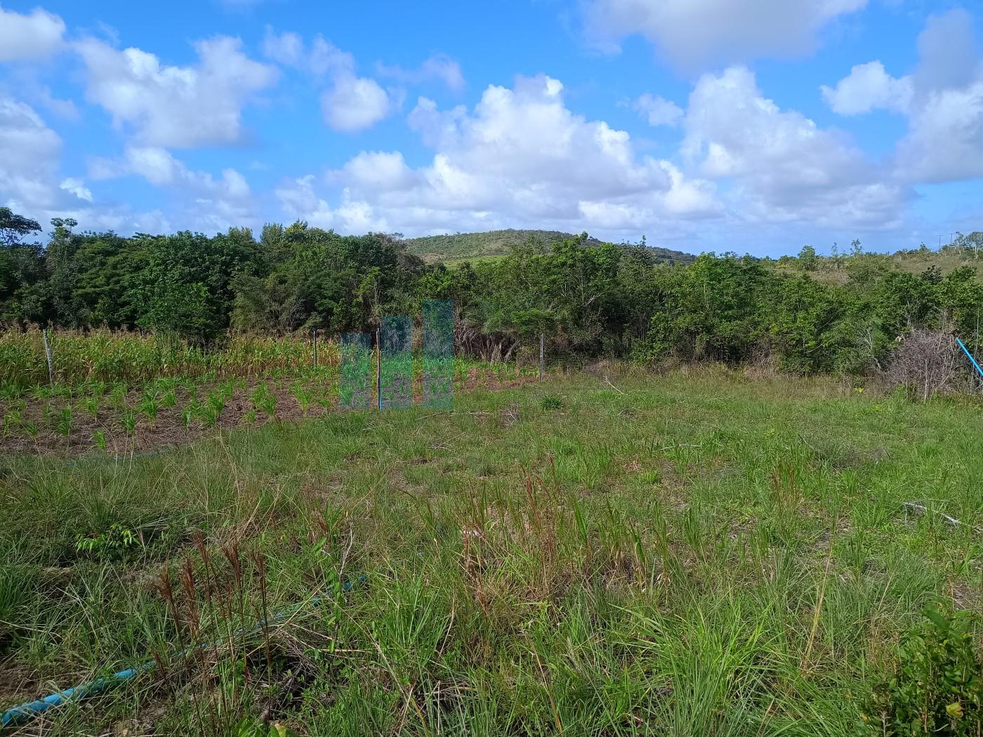 Fazenda, 101 hectares - Foto 24