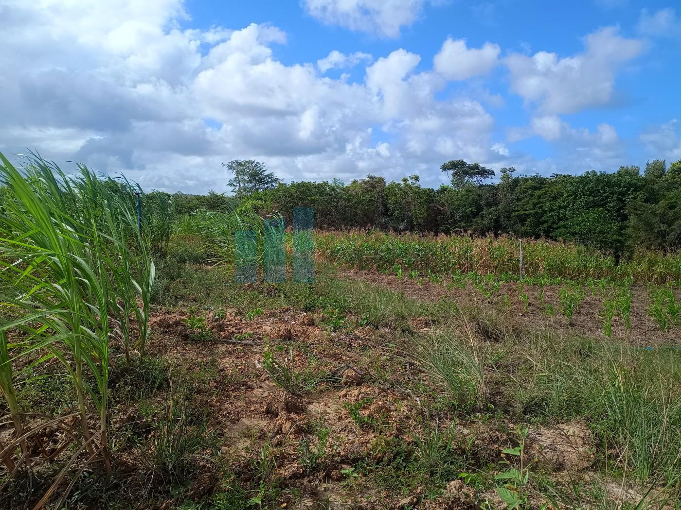 Fazenda, 101 hectares - Foto 26