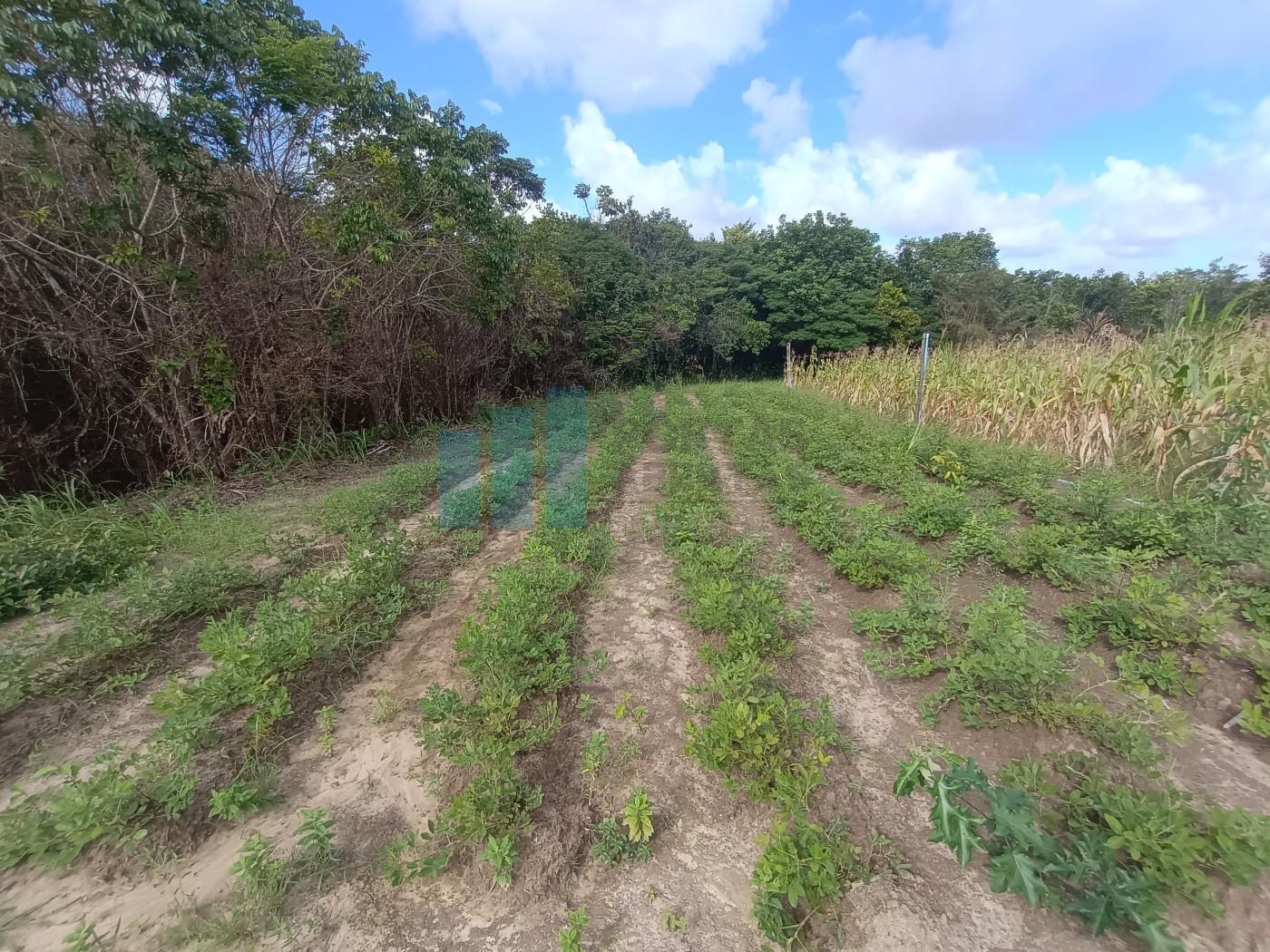 Fazenda, 101 hectares - Foto 27