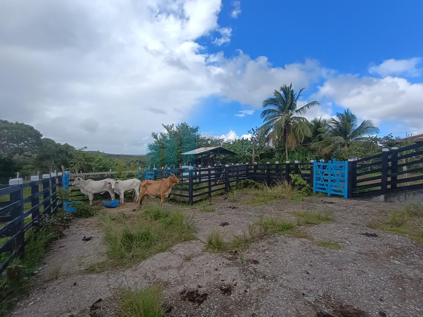 Fazenda, 101 hectares - Foto 39